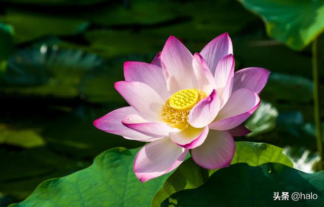 [赞美莲花的诗句]描写莲花的诗句？