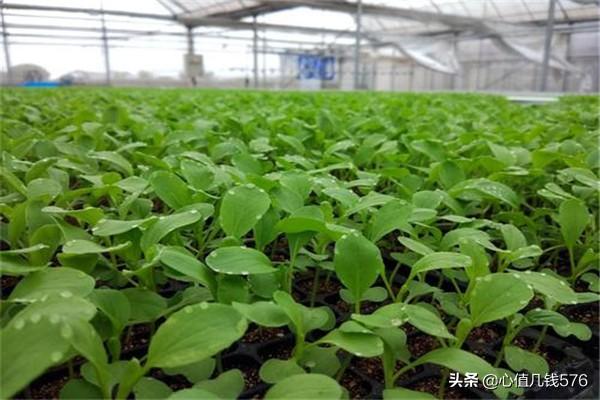 鸡毛菜的种植方法,第9张