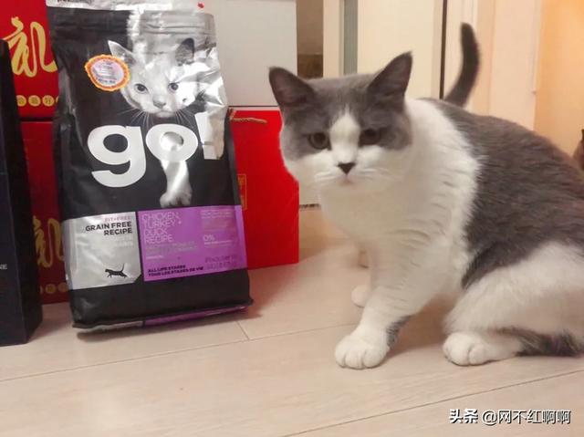 准备去接领养的猫咪，需要带些什么呢,第2张