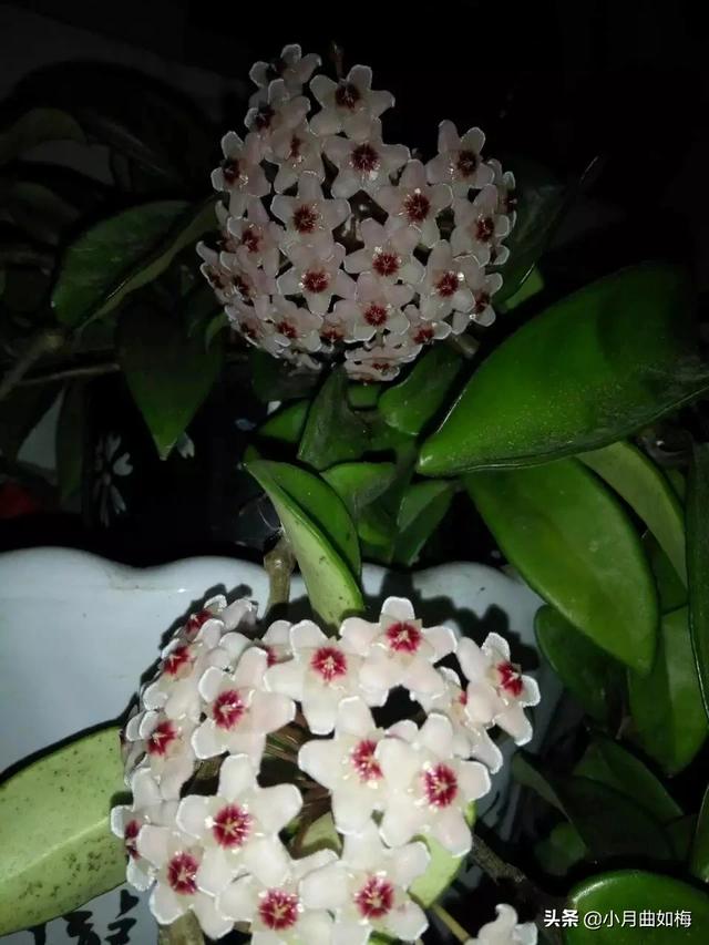 室外花植物盆栽怎么养护和管理(图4)