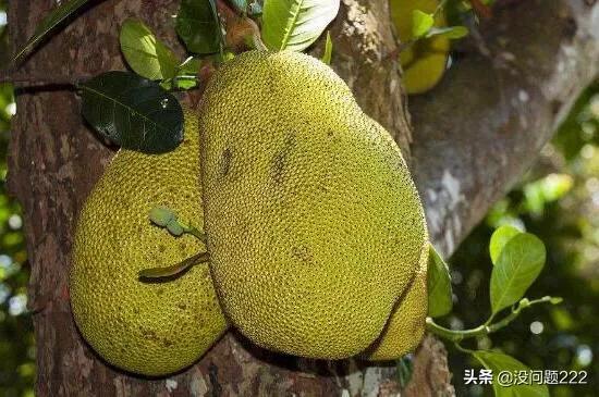 黄色的很硬的水果是什么(图9)