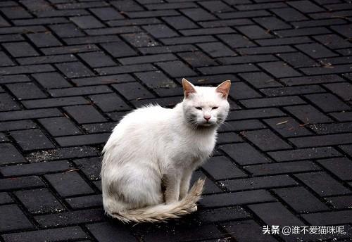 猫咪流鼻涕清水一样的，猫一切正常就是流鼻水,第2张