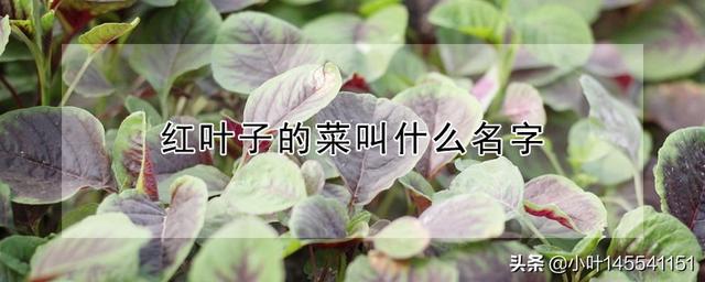 红叶甜菜 （红叶甜菜的功效与作用）