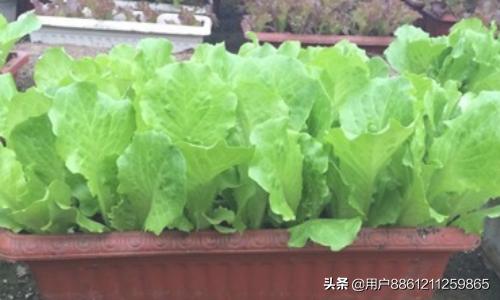 蔬菜怎么花园种植好看呢,蔬菜怎么花园种植好看呢视频