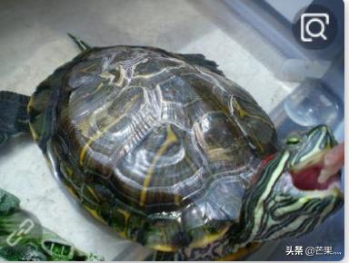 乌龟冬眠和死了的区别