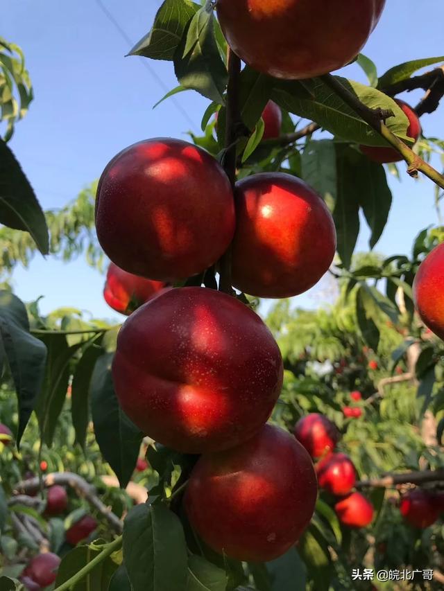 种植果园快速回本方法,种植果园快速回本方法有哪些