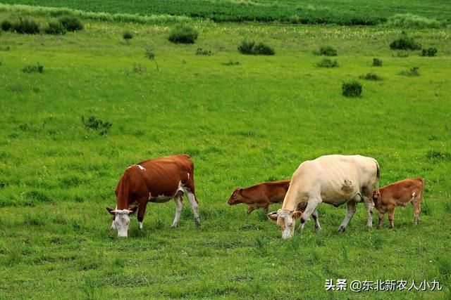 黑龙江明水县猪价-黑龙江明水县猪价今日价格