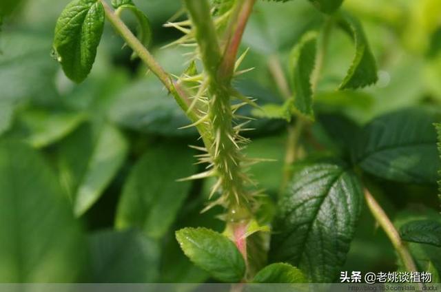 带刺的花卉名称?带刺的花卉名称及图片!