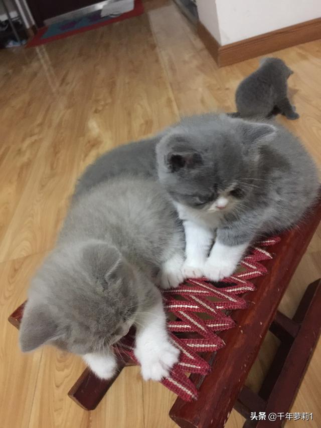 几个月大的小猫最喜欢玩什么