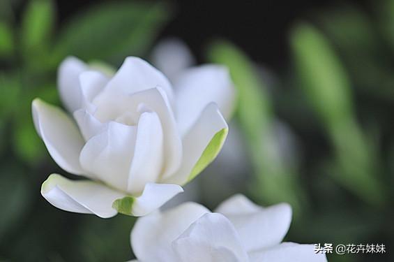 给花上肥料什么时间段好,给花上肥料什么时间段好一点