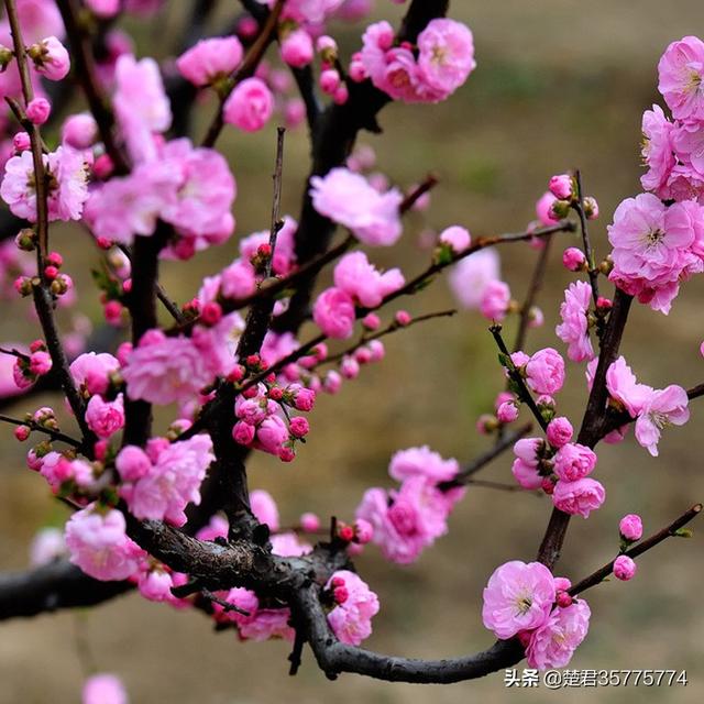 梅花图片大全大图（工笔画梅花图片大全大图）