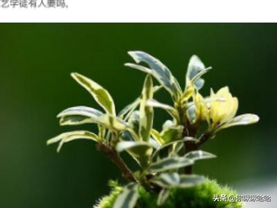 女性肌肉训练的app(图4)