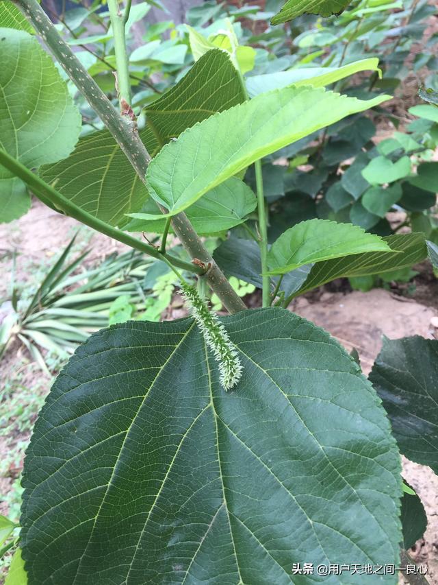 怎么识别花卉?怎么识别花卉品种!