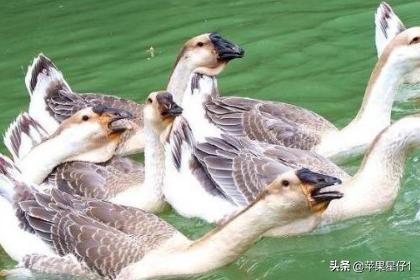 养鹅1000只利润和成本 肉鹅养殖成本利润分析？