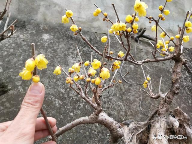 耐寒绿化植物-耐寒绿化植物有哪些