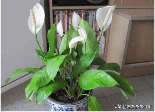 餐桌放什么花-餐桌放什么花好看又旺财