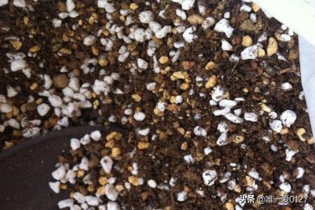 多肉土怎么配(多肉土怎么配土)