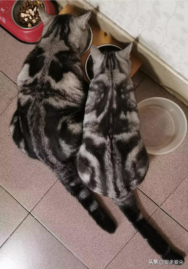 新人，两只公猫如何相处,第1张