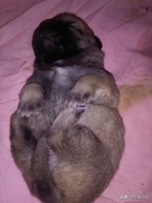 40多天的狗狗喝水要控制吗