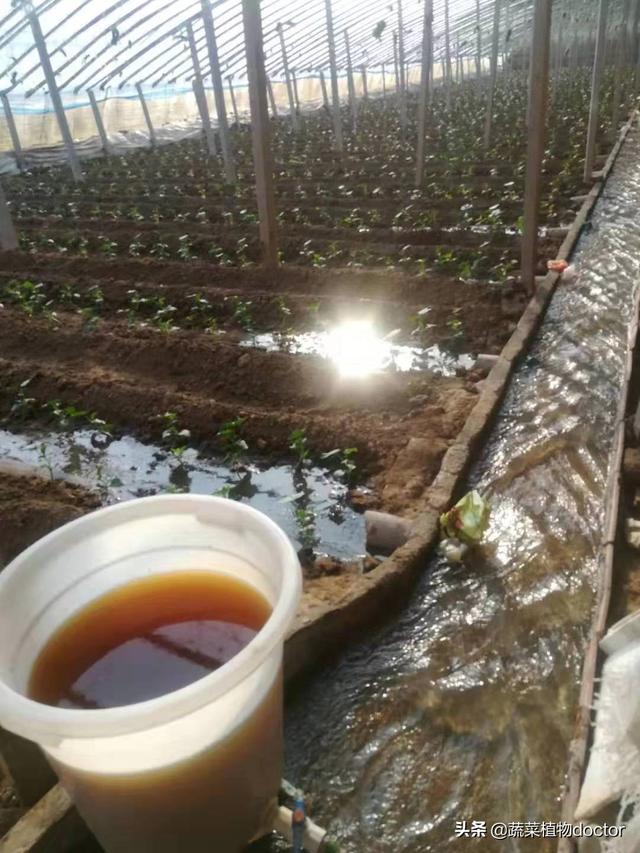 土壤不够肥沃怎么改善(图27)
