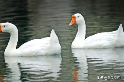 养鹅1000只利润和成本 肉鹅养殖成本利润分析？