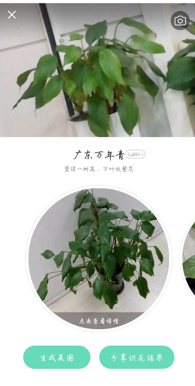 苗木花卉种类大全 种植图片