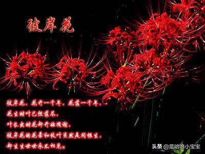 各种颜色彼岸花的花语（各色彼岸花的真正花语）