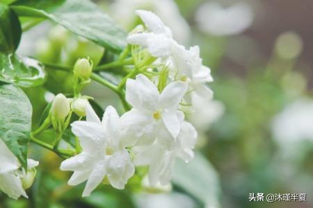 花语大全?花语大全 各种花的花语!