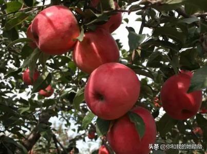 爱吃水果的女人有什么好处(图2)