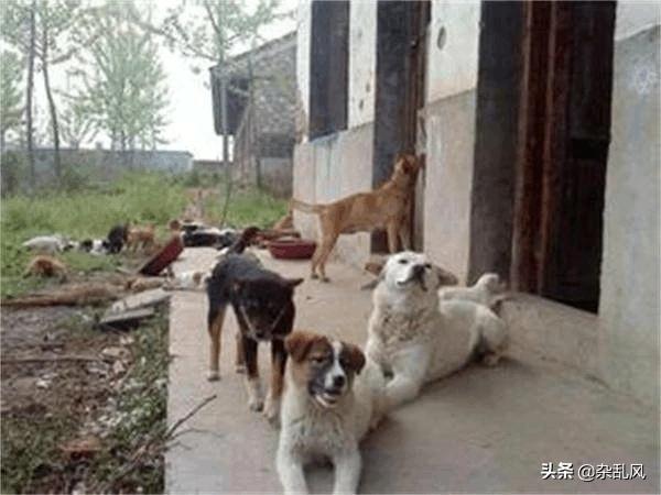 博白猪价表-博白猪价网