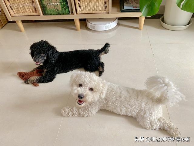 家里新来一只狗狗，两只狗要怎么相处啊,第6张