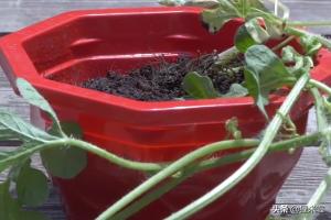 种植西瓜全过程视频播放 西瓜的种植方法？
