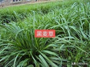 果岭草 （果岭草草坪优缺点）