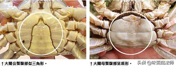 泡母螃蟹和公螃蟹怎么吃(图6)