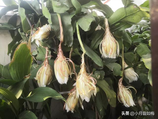 室外花植物盆栽怎么养护和管理(图9)