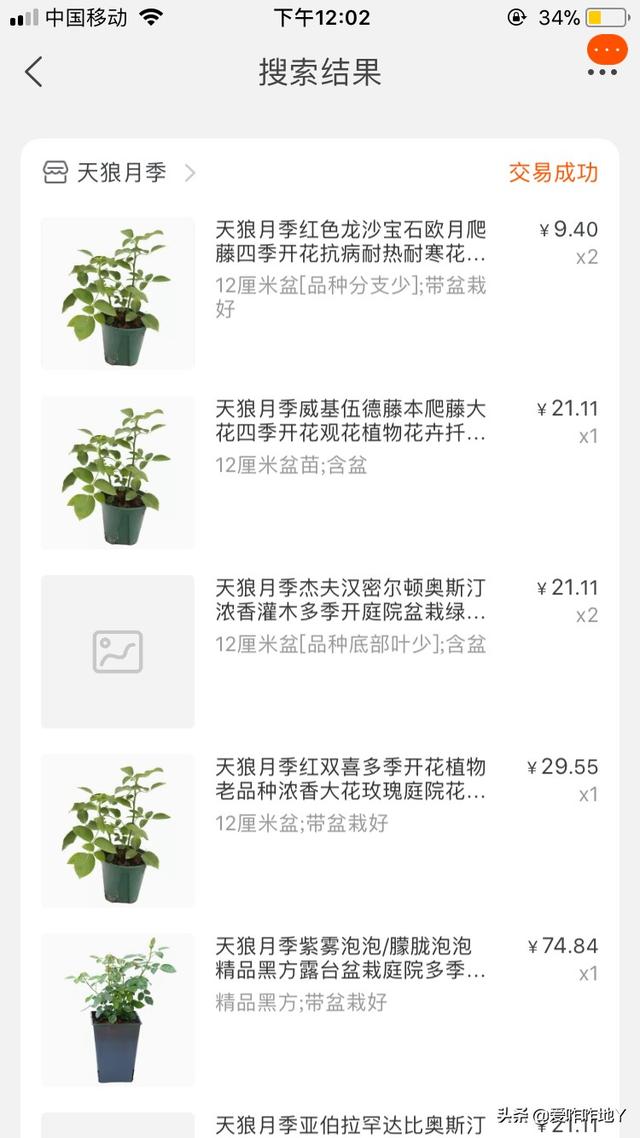 水果阳台月季种植方法,水果阳台月季种植方法视频