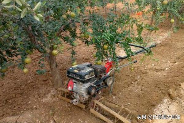 石榴阳台种植,石榴阳台种植方法