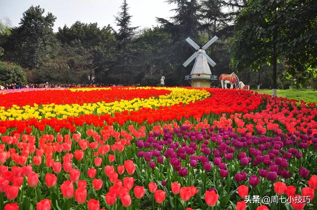 花卉养殖基地用什么肥料