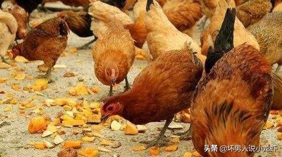 今日猪价梧州-梧州今日猪价最新