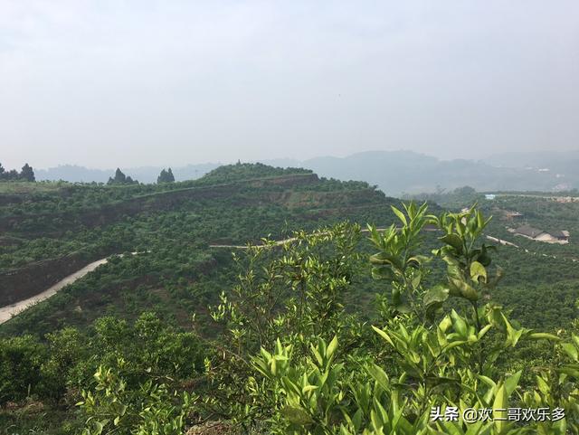 海果园种植基地图片,海果园种植基地图片大全