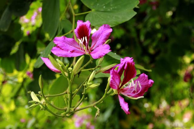 洋紫荆花树（洋紫荆花树的作文）