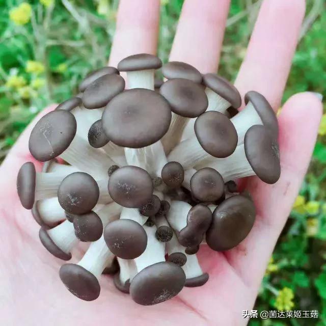 乡镇致富网(在农村做什么生意好?致富好项目？)