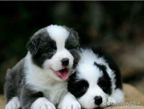 牧羊犬不爱吃饭怎么办,第1张