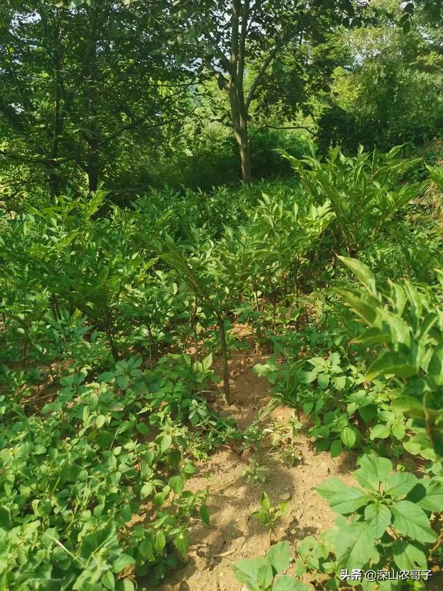 绿化种植土多少钱一方 花肥 浇水好