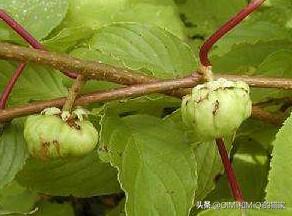 猫爱吃什么草,第4张