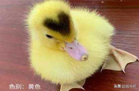 鸭子 宠物 宠物鸭的主要种类与特点是什么呢？