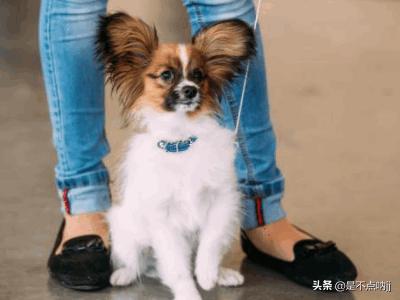 什么狗最聪明?狗狗智商排行榜前十