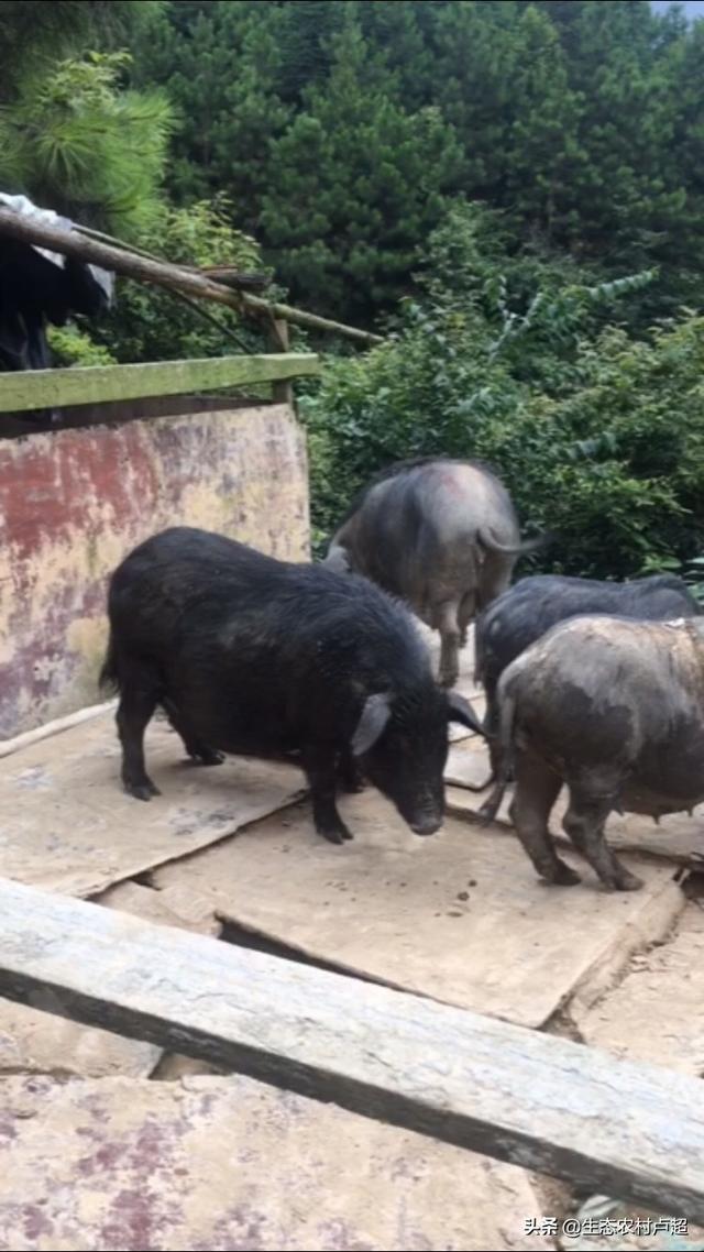 香猪养殖怎么样，香猪养殖前景如何