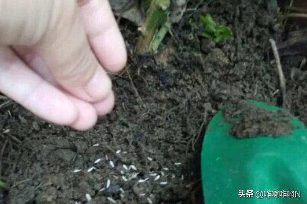 阳台生菜种植盆,阳台生菜种植盆景图片