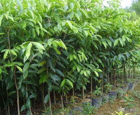 苗木种植步骤 施肥方法